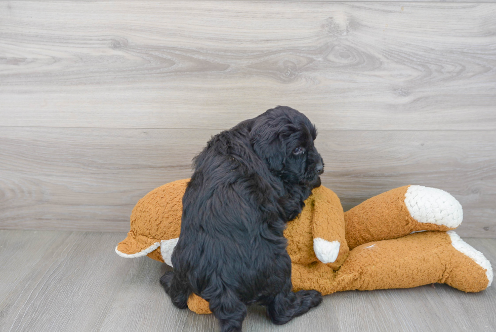 Cockapoo Puppy for Adoption