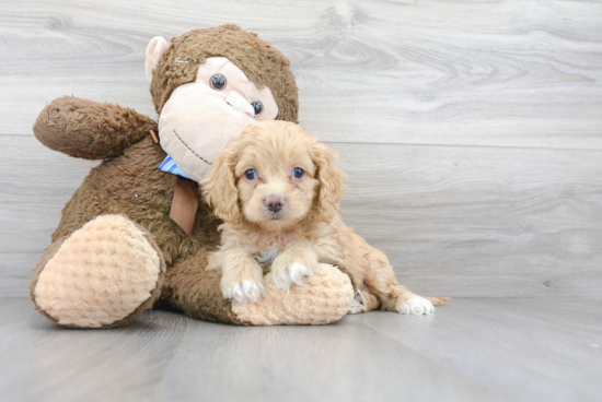 Petite Cockapoo Poodle Mix Pup