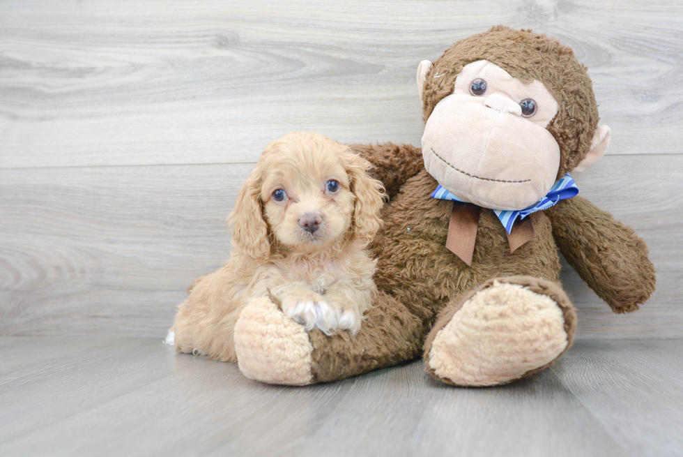 Popular Cockapoo Poodle Mix Pup