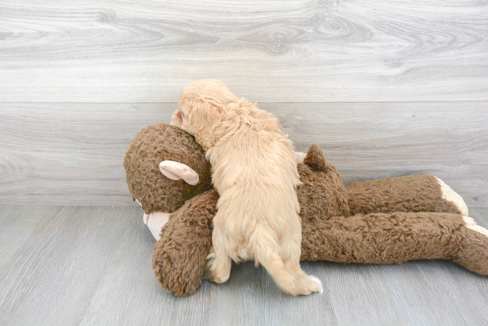 Popular Cockapoo Poodle Mix Pup