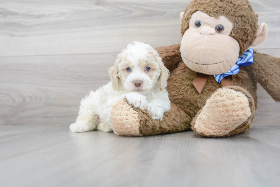 Small Cockapoo Baby