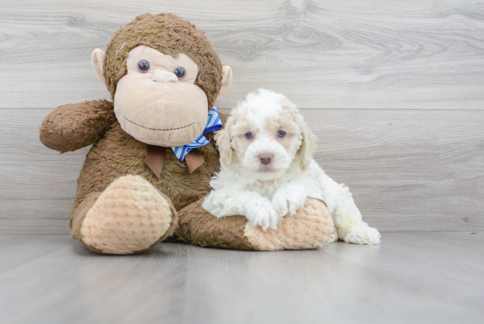 Best Cockapoo Baby