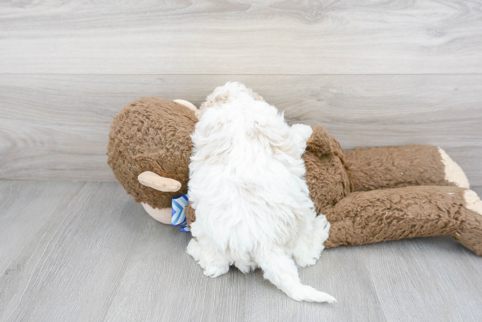 Popular Cockapoo Poodle Mix Pup