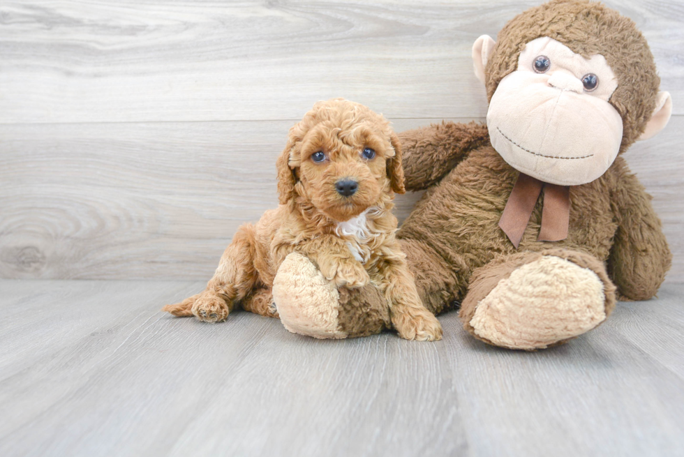 Cute Cockapoo Poodle Mix Pup