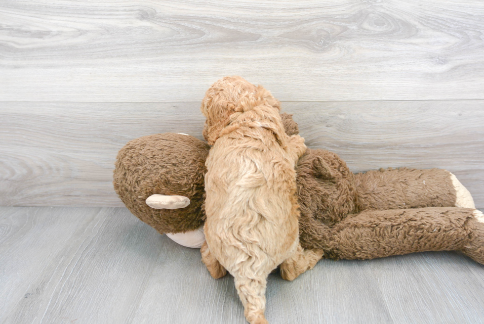 Cute Cockapoo Poodle Mix Pup