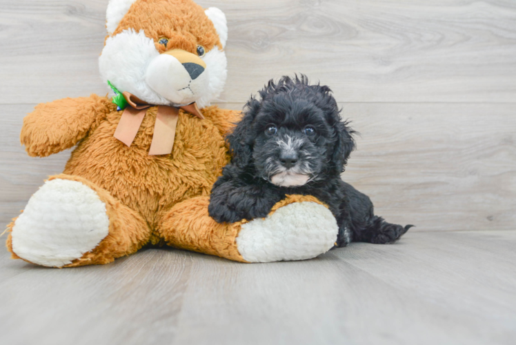 Cute Cockerpoo Poodle Mix Puppy