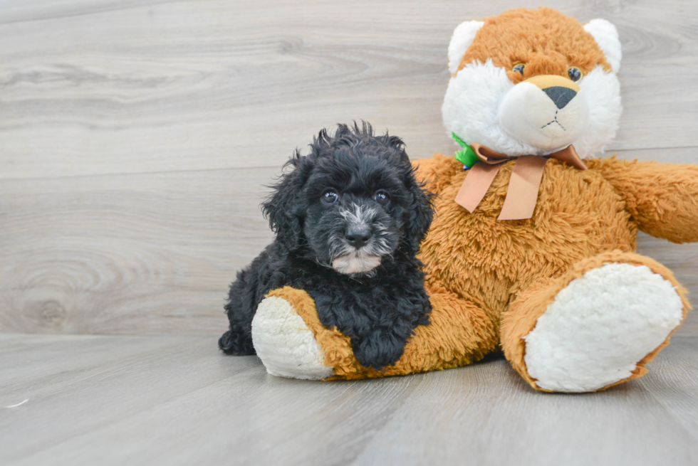 Cockapoo Pup Being Cute