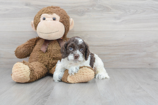 Funny Cockapoo Poodle Mix Pup