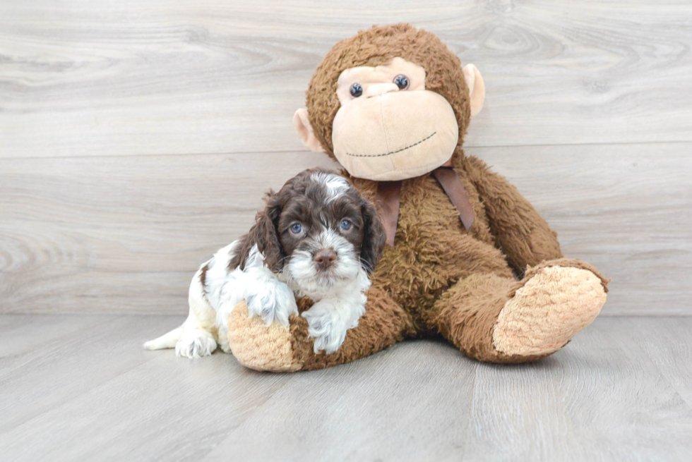 Little Cockerpoo Poodle Mix Puppy