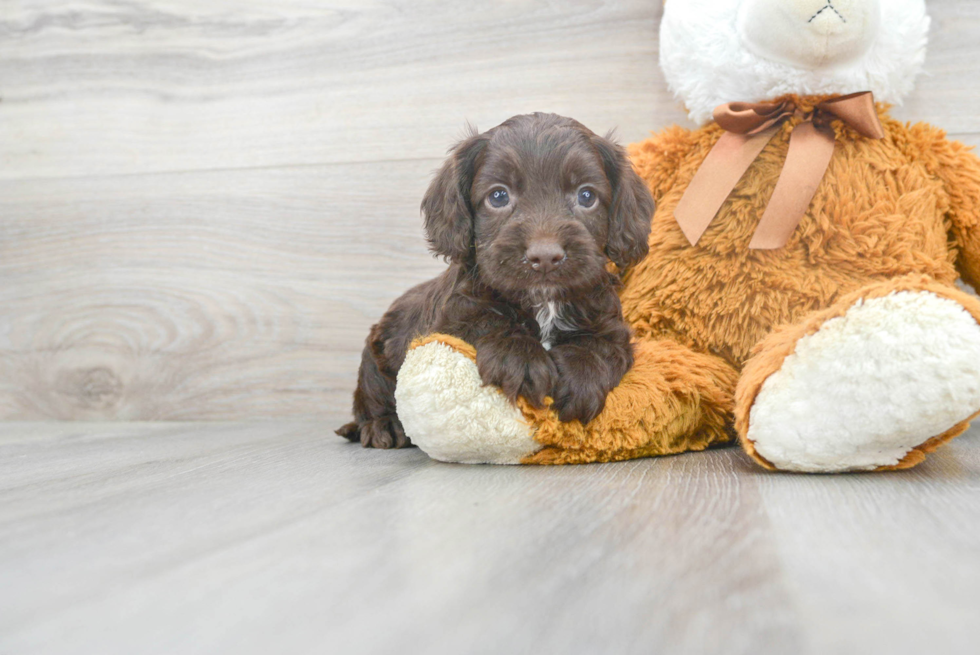 Cute Cockapoo Baby