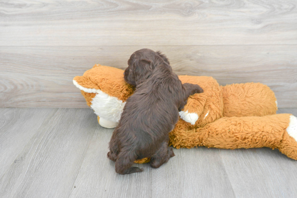 Cockapoo Pup Being Cute