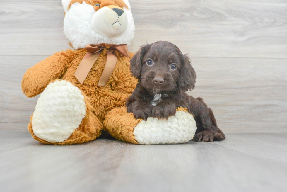 Best Cockapoo Baby