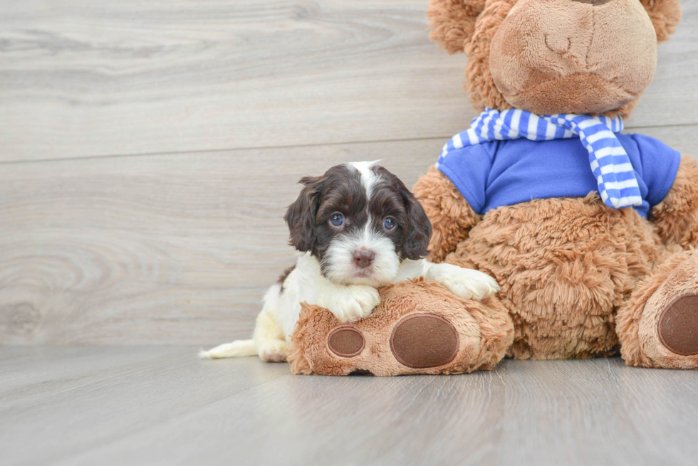 Cockapoo Pup Being Cute