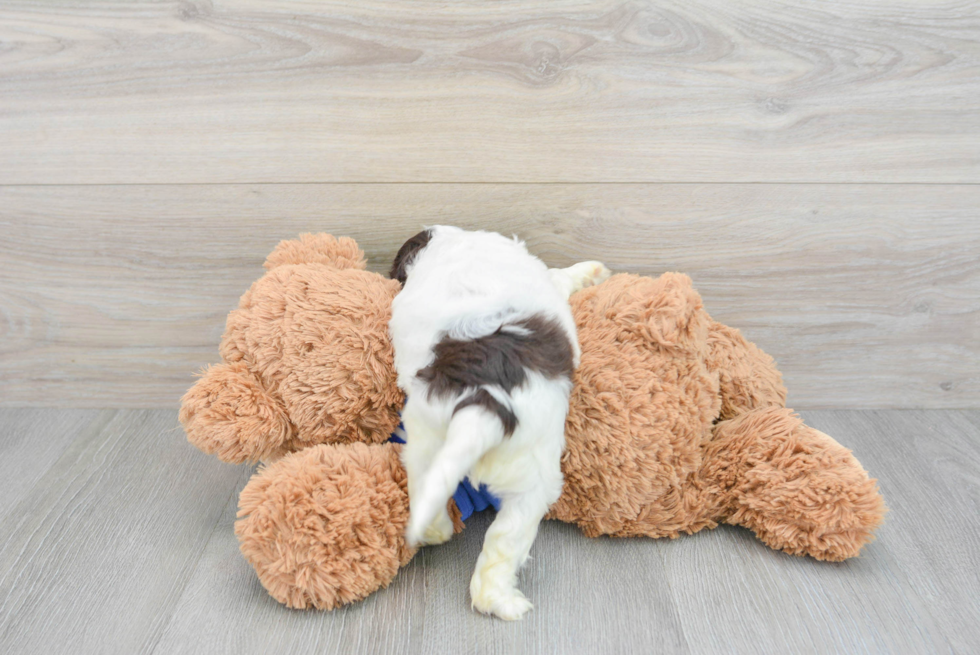 Energetic Cockerpoo Poodle Mix Puppy