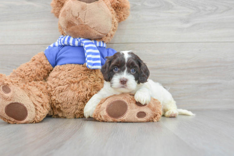 Cockapoo Pup Being Cute