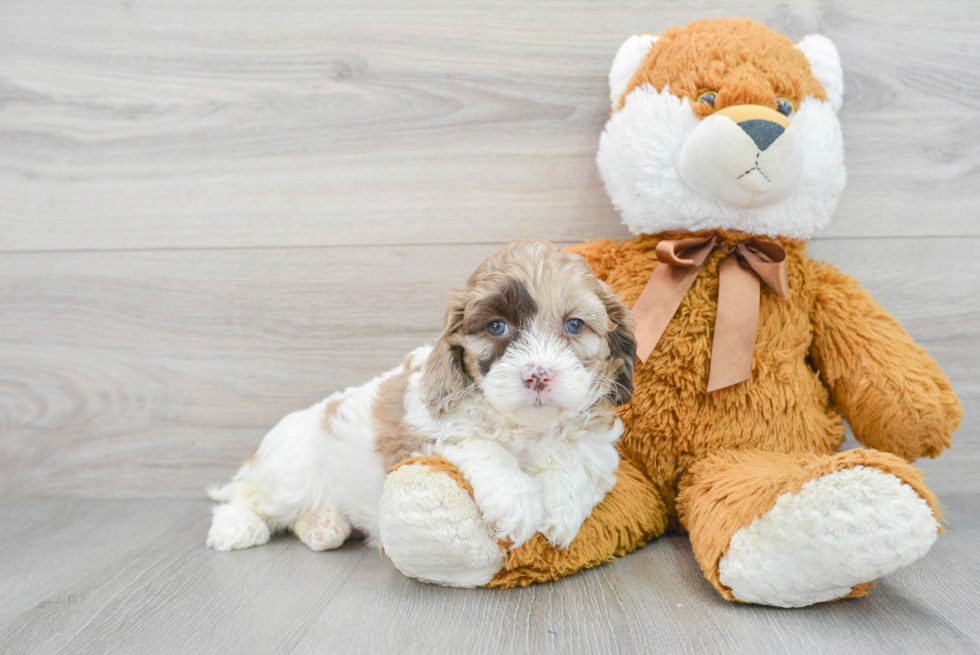 Sweet Cockapoo Baby