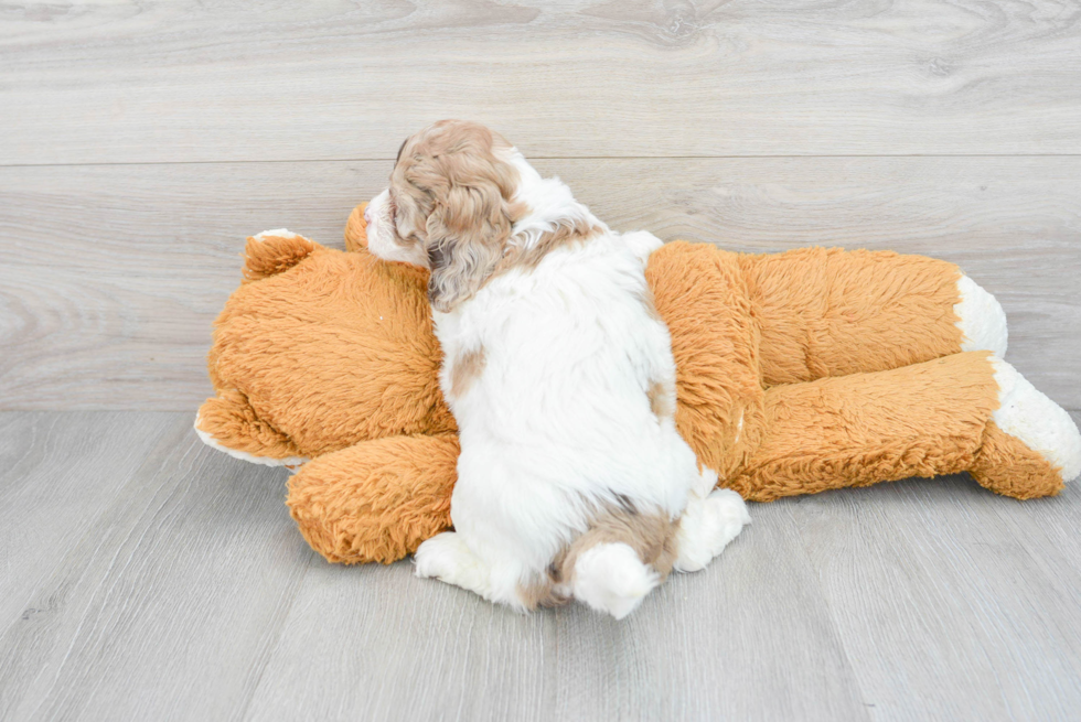 Cockapoo Pup Being Cute