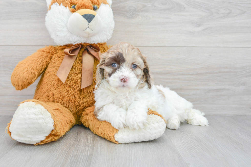 Little Cockerpoo Poodle Mix Puppy