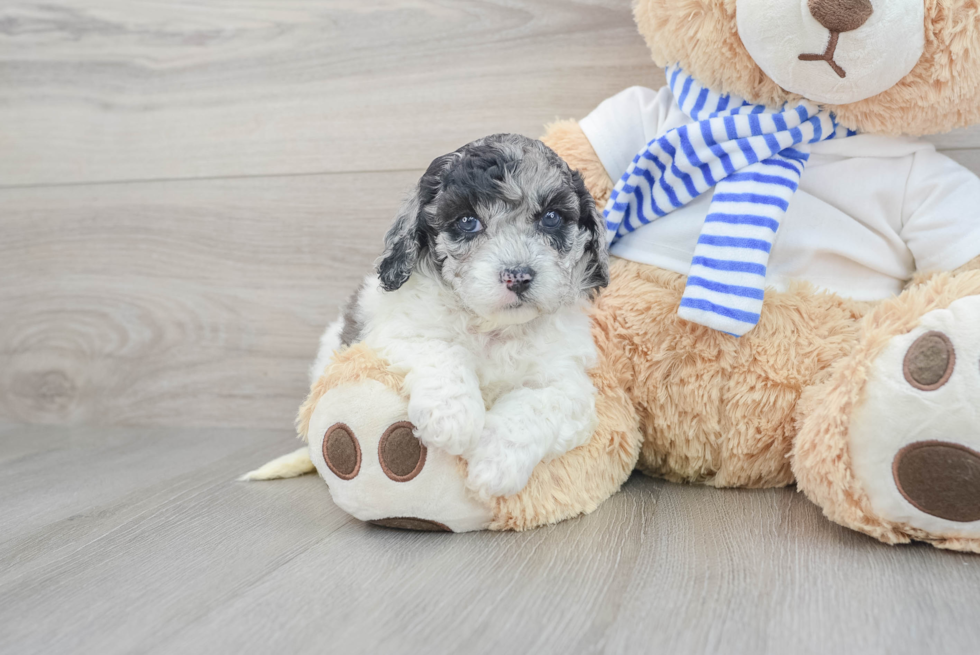 Playful Cockerpoo Poodle Mix Puppy