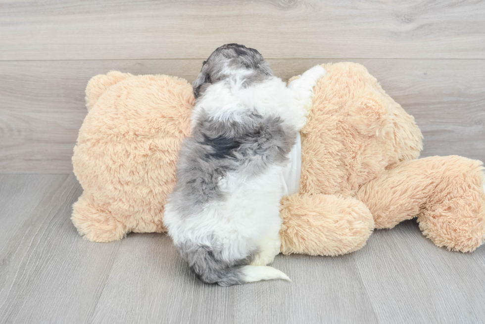 Smart Cockapoo Poodle Mix Pup