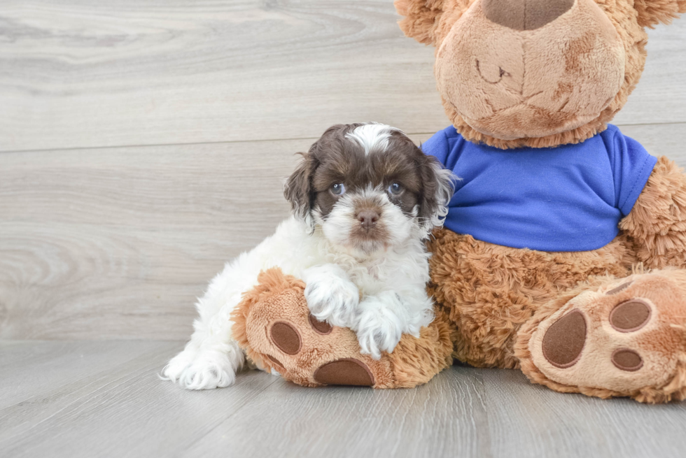 Fluffy Cockapoo Poodle Mix Pup