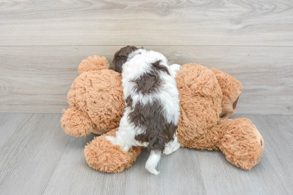 Cockapoo Pup Being Cute