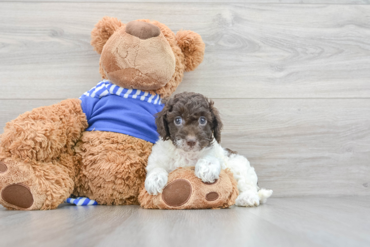 Cockapoo Puppy for Adoption