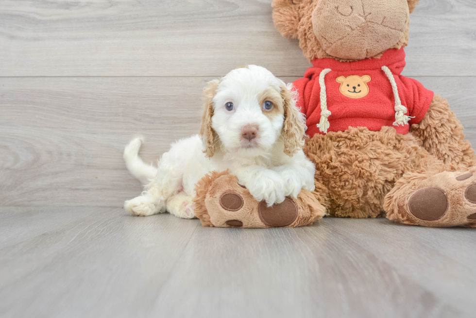 Cockapoo Puppy for Adoption