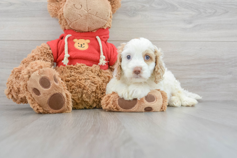 Best Cockapoo Baby