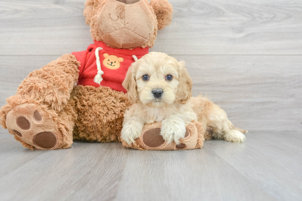 Cockapoo Pup Being Cute