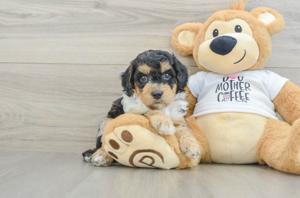 6 week old Cockapoo Puppy For Sale - Premier Pups