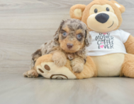 7 week old Cockapoo Puppy For Sale - Premier Pups