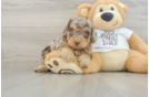 Smart Cockapoo Poodle Mix Pup