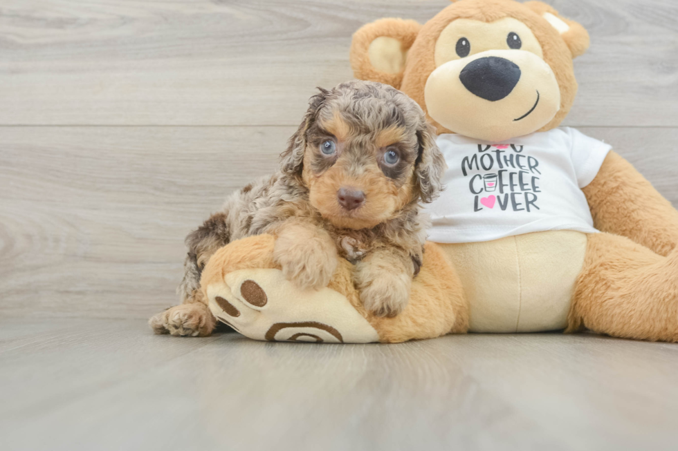 Smart Cockapoo Poodle Mix Pup