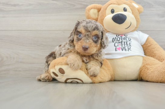 Smart Cockapoo Poodle Mix Pup