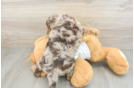 Cockapoo Puppy for Adoption