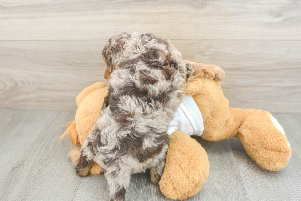Cockapoo Puppy for Adoption