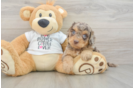 Fluffy Cockapoo Poodle Mix Pup