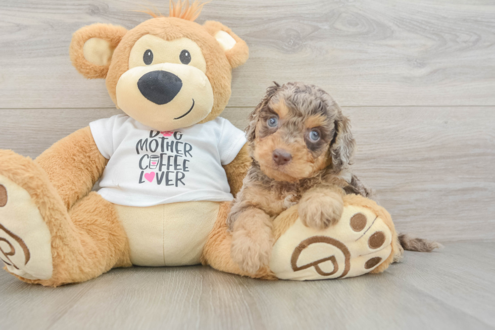 Fluffy Cockapoo Poodle Mix Pup