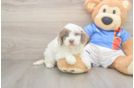 Petite Cockapoo Poodle Mix Pup