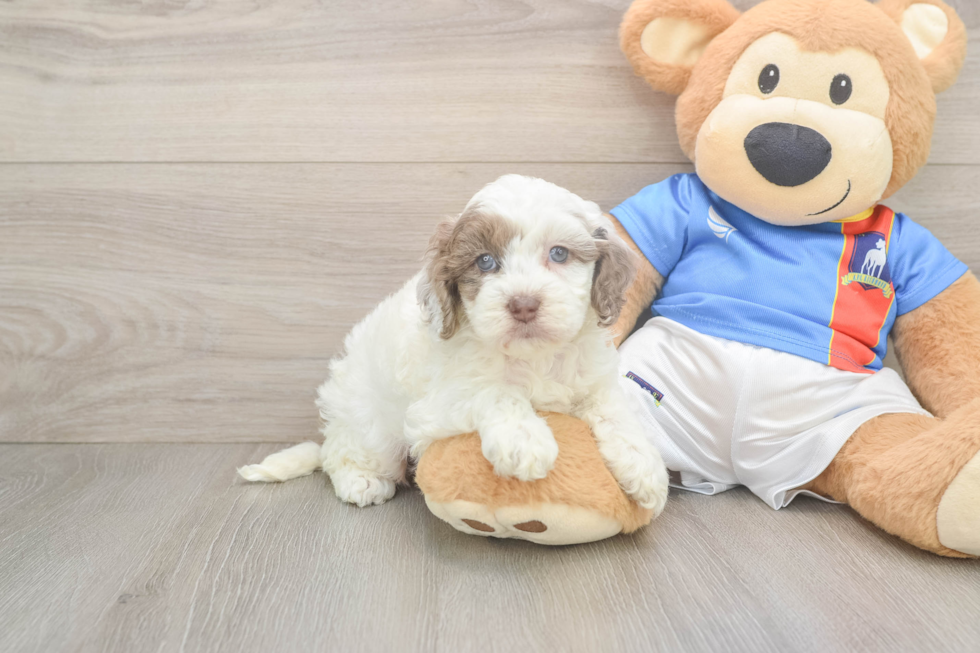 Petite Cockapoo Poodle Mix Pup