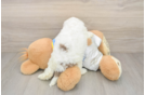 Best Cockapoo Baby