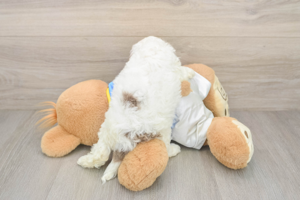 Best Cockapoo Baby