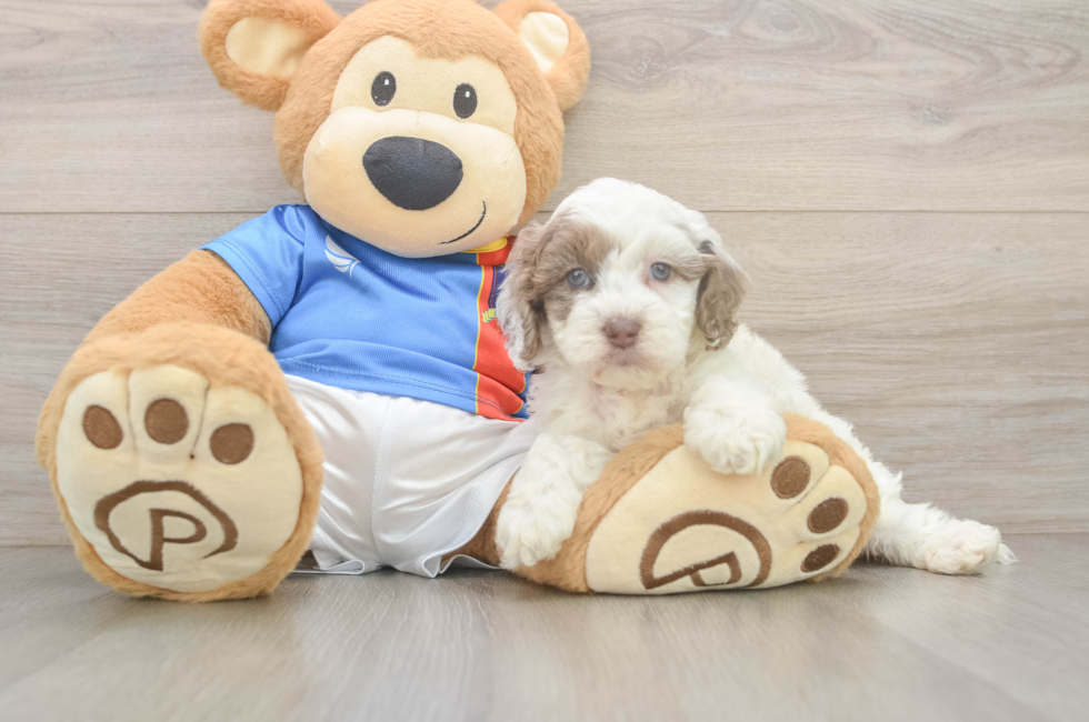 5 week old Cockapoo Puppy For Sale - Premier Pups