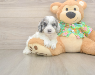 7 week old Cockapoo Puppy For Sale - Premier Pups