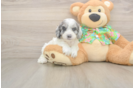 Cockapoo Puppy for Adoption
