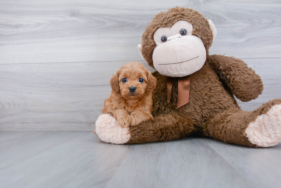 Popular Cockapoo Poodle Mix Pup