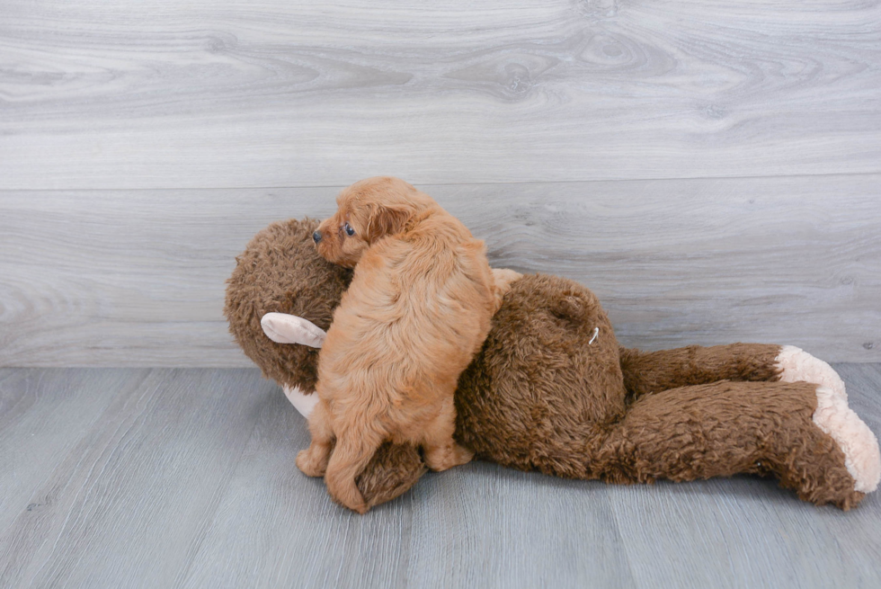 Petite Cockapoo Poodle Mix Pup