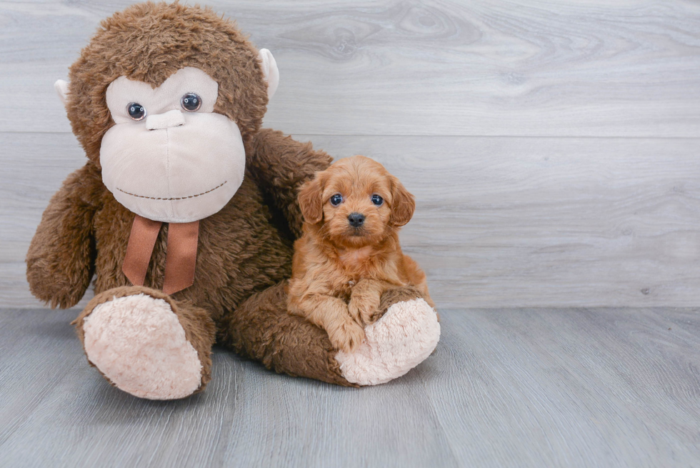 Smart Cockapoo Poodle Mix Pup