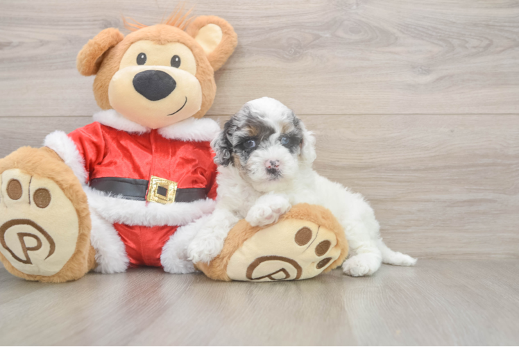 Cockapoo Puppy for Adoption